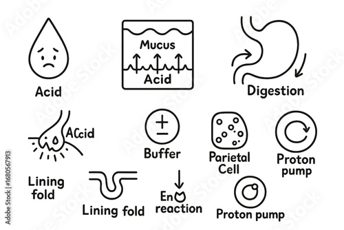 Stomach Acid Defense. Hand-drawn doodle illustration gastric acid and lining acid drop, stomach wall, mucus shield, epithelial
