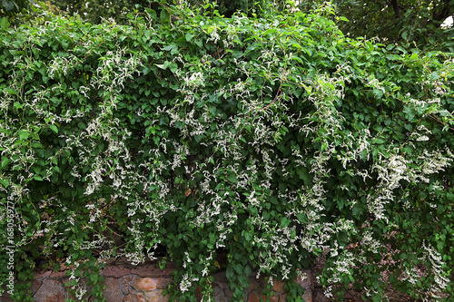 Fallopia in bloom, flowering plants in the buckwheat family