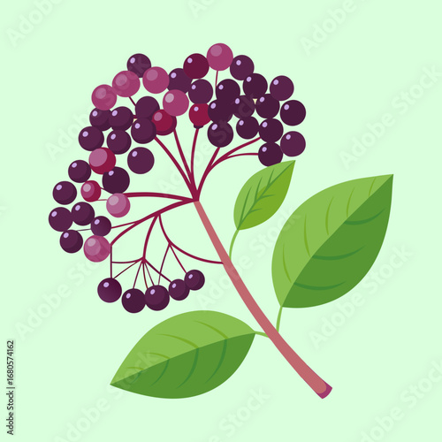 Elegant Vector Illustration of Elderberry Branch with Lush Berries and Green Leaves
