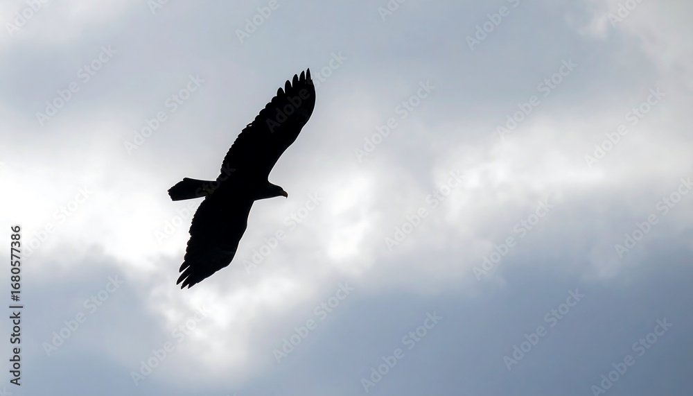 Fototapeta premium Shadow of soaring eagle over cloudy background, soft focus
