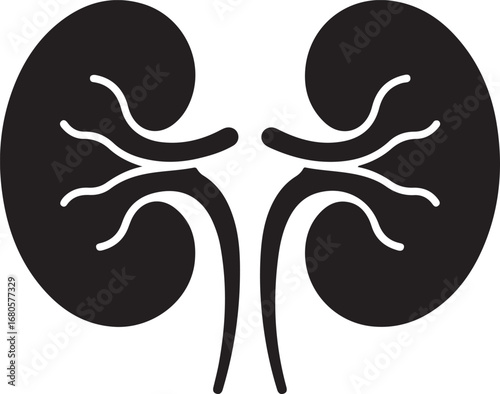 Human Kidneys Anatomy Illustration