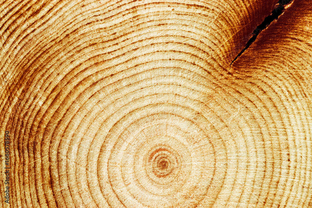 Fototapeta premium Macro photo of wood timber of juniper tree rings, natural geometric pattern, abstract nature background. Natural wooden organic textures, monochrome brown beige gradient color, earthy tones, above