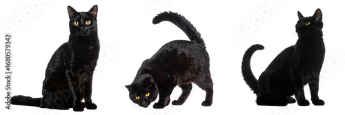 Triple Threat: Capturing three elegant black cats in dynamic poses, each showcasing sleek fur, expressive eyes, and a mysterious charm. This photo celebrates feline beauty and grace.