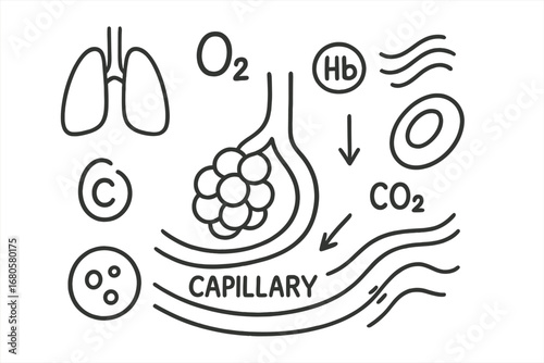 Gas Exchange Diagram. Hand-drawn doodle illustration gas exchange alveoli, capillaries, red blood cell, oxygen molecule, carbon