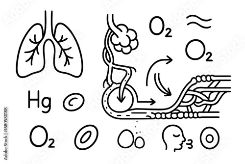 Gas Exchange Diagram. Hand-drawn doodle illustration gas exchange alveoli, capillaries, red blood cell, oxygen molecule, carbon