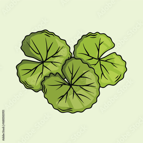 Centella Asiatica Leaves Illustration