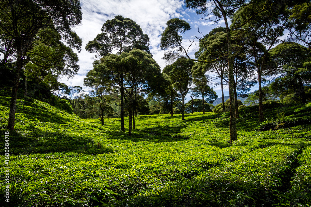 Fototapeta premium Lush green tea plantation under tall shade trees with bright daylight and blue sky. A peaceful and fertile agricultural scene perfect for nature, farming, and eco-tourism visuals.