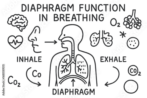 Breathing Process Illustration. Hand-drawn doodle illustration Diaphragm function in breathing diaphragm, lungs, chest cavity,