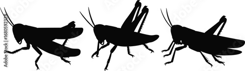 Silhouette set of grasshopper insects in various poses – detailed vector illustration of cricket bugs, nature, wildlife, and entomology design
