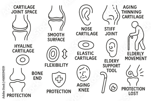 Cartilage Doodle Illustrations. Hand-drawn doodle illustration cartilage joint space, cartilage layer, smooth surface, knee joint,