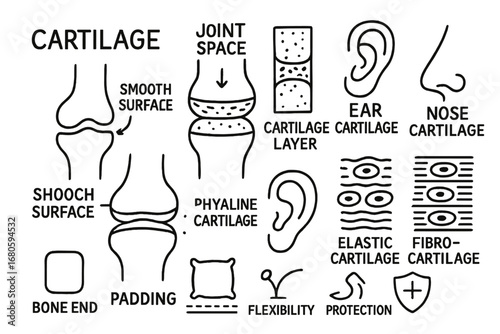 Cartilage Structures Illustrated. Hand-drawn doodle illustration cartilage joint space, cartilage layer, smooth surface, knee