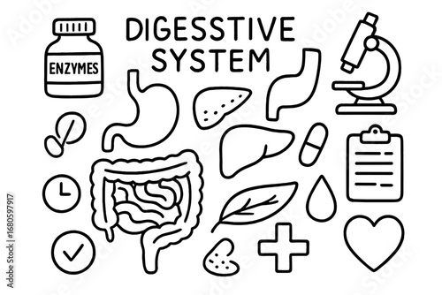 Digestive System Doodle. Hand-drawn doodle illustration digestive system enzymes enzyme bottle, stomach, intestines, pancreas,