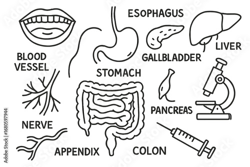 Digestive System Doodle. Hand-drawn doodle illustration digestive system anatomy stomach, intestines, liver, pancreas, esophagus,