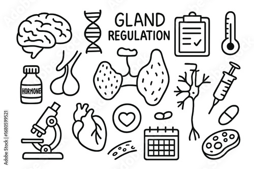 Gland Regulation Doodles. Hand-drawn doodle illustration gland gland regulation brain, pituitary gland, gland, hormone vial, nerve