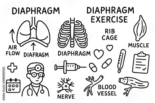 Diaphragm Exercise Doodles. Hand-drawn doodle illustration diaphragm diaphragm exercise lungs, diaphragm, rib cage, muscle, air