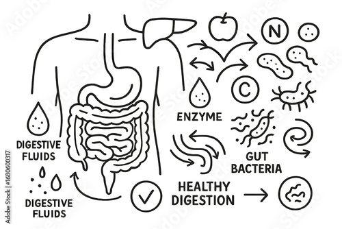 Digestive System Doodles. Hand-drawn doodle illustration abdomen and digestion stomach, intestines, liver, food arrow, digestion