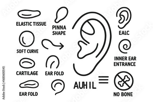 Ear Anatomy Doodle. Hand-drawn doodle illustration ear cartilage outer ear, pinna shape, ear fold, cartilage outline, soft curve,