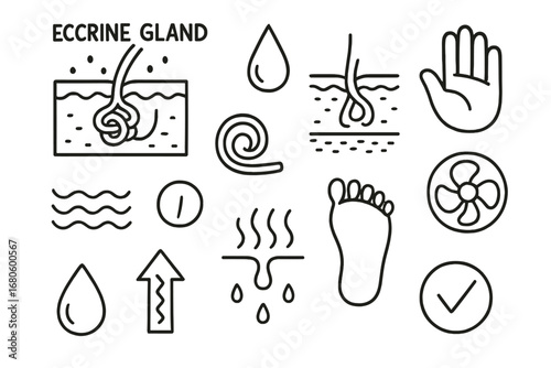 Eccrine Glands Diagram. Hand-drawn doodle illustration eccrine glands eccrine gland, sweat drop, skin cross-section, palm icon,