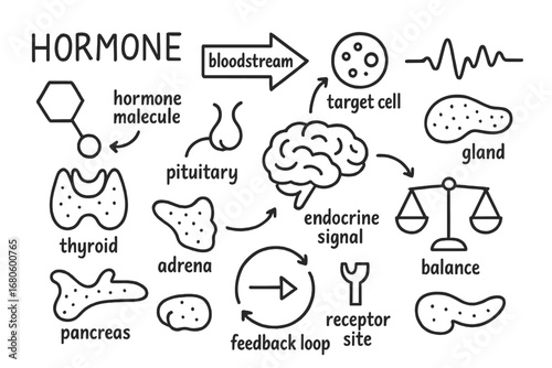 Endocrine System Illustration. Hand-drawn doodle illustration hormone function hormone molecule, bloodstream arrow, target cell,