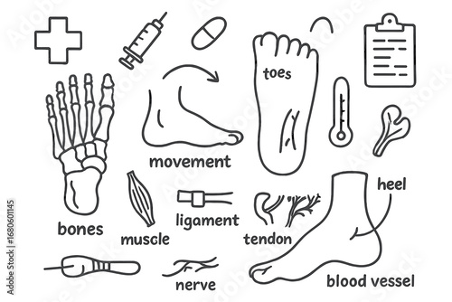 Foot Anatomy Doodle. Hand-drawn doodle illustration foot foot anatomy and movement foot bones, toes, ankle, arch, heel, muscle,