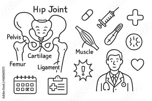 Hip Joint Doodle Art. Hand-drawn doodle illustration hip joint hip joint, cartilage, femur, pelvis, muscle, ligament, syringe,