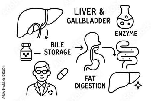 Liver and Gallbladder Diagram. Hand-drawn doodle illustration liver and gallbladder liver, gallbladder, bile duct, enzyme icon,