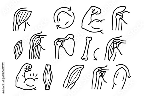 Muscle Anatomy Doodle. Hand-drawn doodle illustration shoulder and upper arm deltoid, biceps brachii, triceps brachii, shoulder