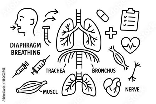 Respiratory System Doodles. Hand-drawn doodle illustration diaphragm breathing diaphragm, lungs, rib cage, air flow, mouth, nose,