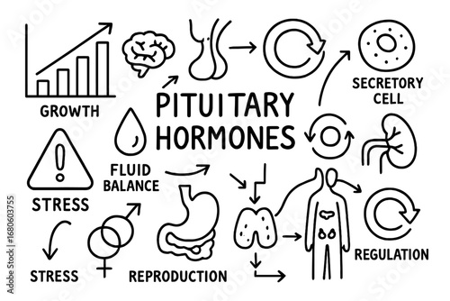 Pituitary Hormone Doodle. Hand-drawn doodle illustration pituitary hormones hormone icons, growth chart, metabolism symbol,