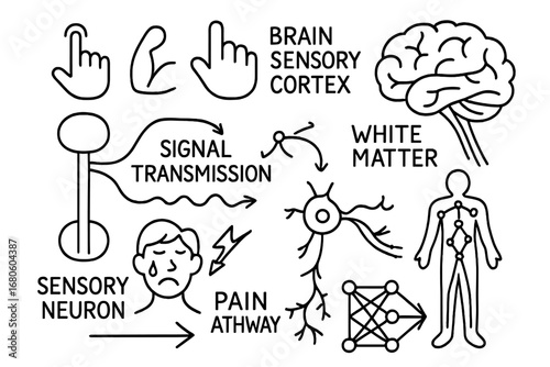 Neural Pathways Doodle. Hand-drawn doodle illustration white matter and sensory pathways sensory neuron, white matter tracts,