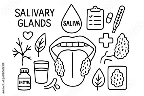 Salivary System Doodles. Hand-drawn doodle illustration salivary glands saliva production saliva droplet, salivary glands, mouth,