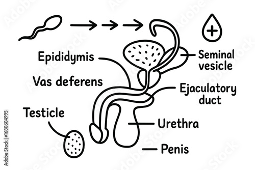 Sperm Pathway Doodle. Hand-drawn doodle illustration sperm path testicle, epididymis, vas deferens, seminal vesicle, ejaculatory