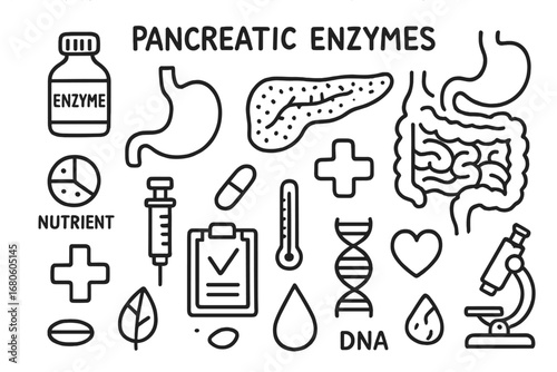 Pancreatic Enzyme Doodles. Hand-drawn doodle illustration pancreatic enzymes enzyme function pancreas, enzyme bottle, stomach,