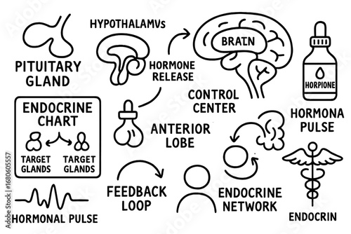 Pituitary Gland Illustration. Hand-drawn doodle illustration pituitary gland pituitary gland, hypothalamus, hormone release arrow,