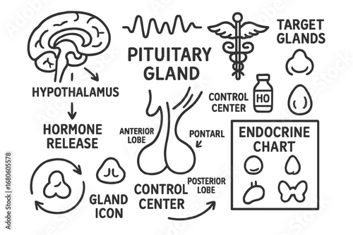 Pituitary Gland Illustration. Hand-drawn doodle illustration pituitary gland pituitary gland, hypothalamus, hormone release arrow,