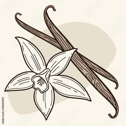 Illustration of a delicate vanilla flower with two dried vanilla beans against a soft neutral background