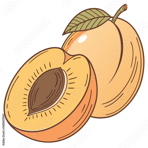 Illustration of a whole apricot and a halved apricot showing the pit and flesh