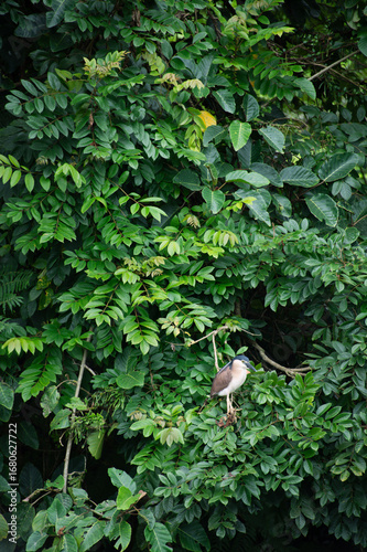 Great Blue Heron at lush green tree