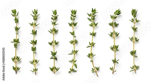 Fresh green thyme sprigs neatly arranged in a row on a clean white background, showcasing their vibrant color and delicate leaves.
