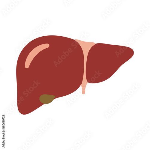Human liver icon. Flat illustration of human liver vector icon for web design