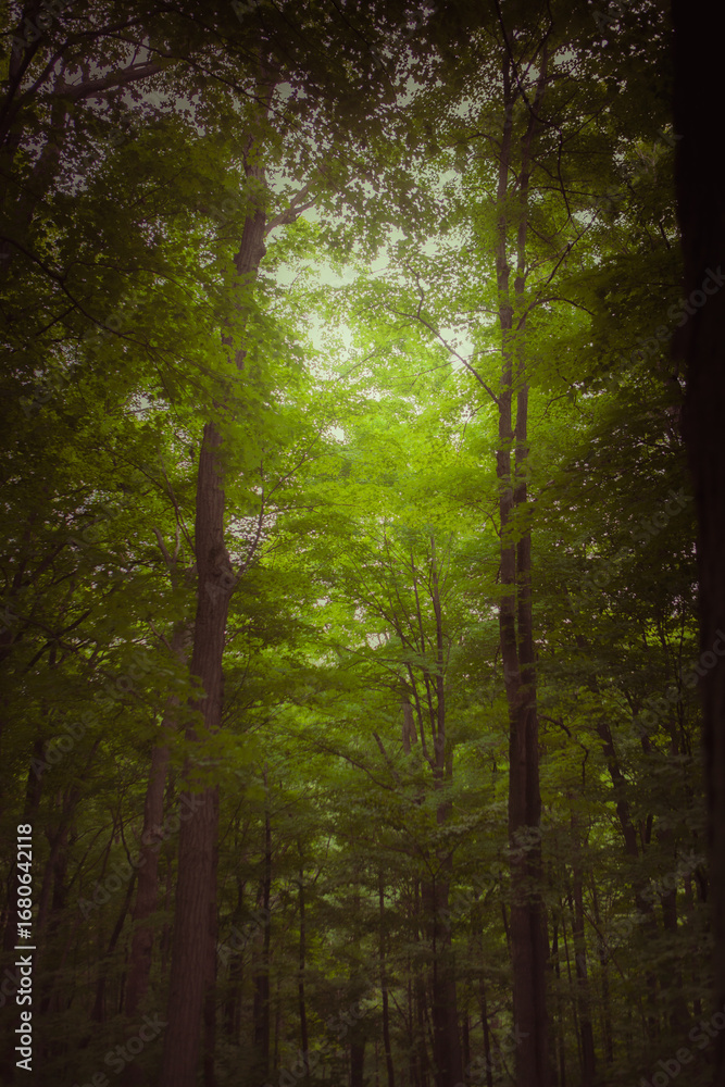 Fototapeta premium the sunlight blasting into the forrest