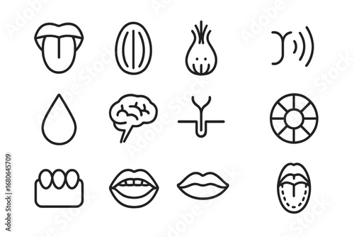 Taste Receptors Icon Set. Outline icon set of taste receptors: tongue, taste bud, papillae, nerve signal,
