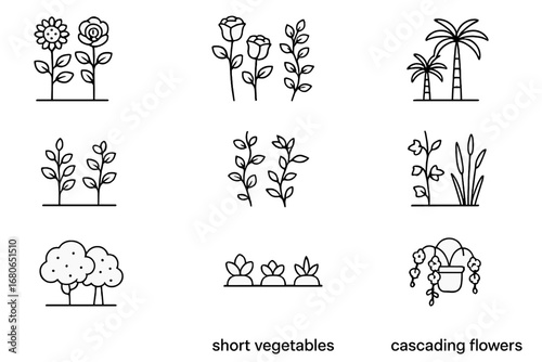 Plant Arrangement Icons. Outline icon set of arranging plants by height: tall sunflowers, medium roses, low