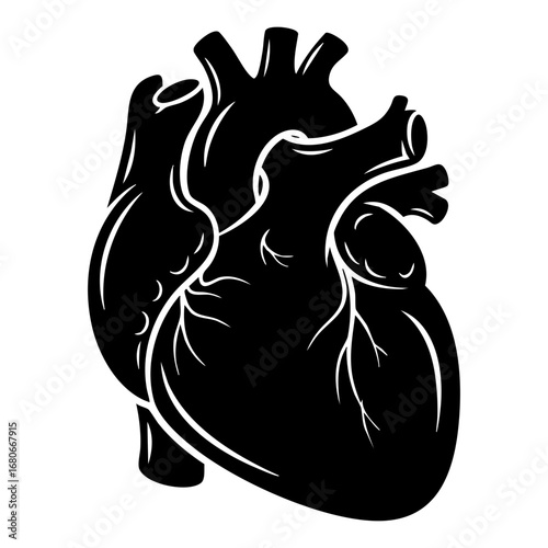 Biological illustration of human heart (Heart anatomy)