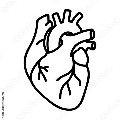 Biological illustration of human heart (Heart anatomy)