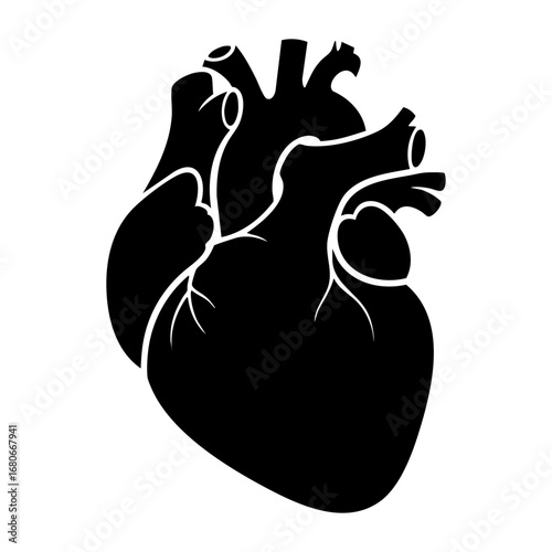 Biological illustration of human heart (Heart anatomy)