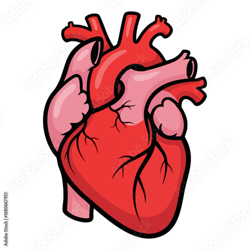 Biological illustration of human heart (Heart anatomy)
