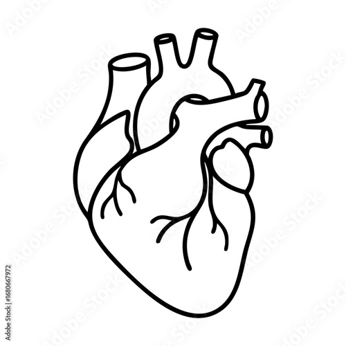 Biological illustration of human heart (Heart anatomy)