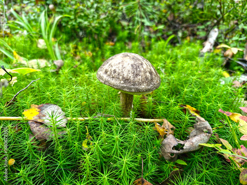 Edible Mushroom Leccinum scabrum. Close-up.