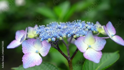 Close-up of a vibrant hydrangea
